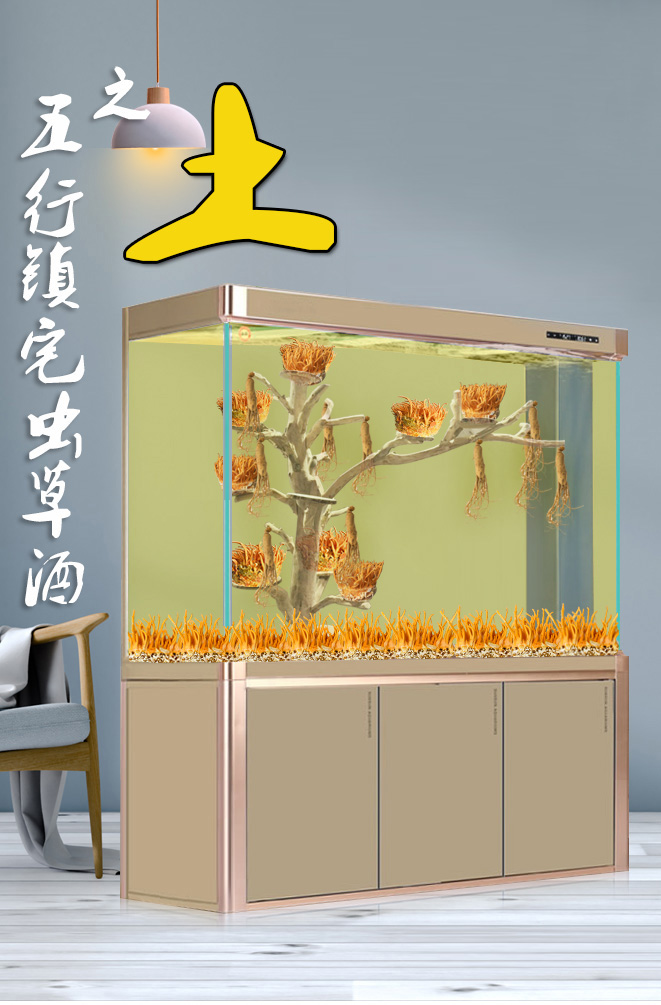 【虫草盆景】——土